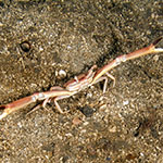 Goneplax rhomboides